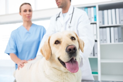 Curso Auxiliar Veterinária