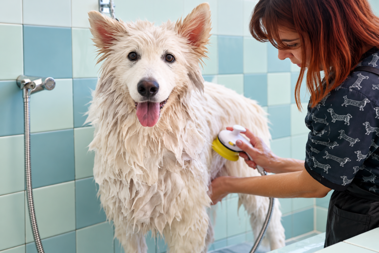 Curso de Grooming